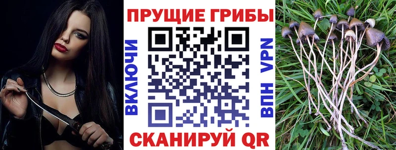 Псилоцибиновые грибы Cubensis  наркошоп  Добрянка 